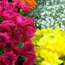 잔비어스 이미지