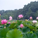 함양 상림공원 연꽃(2) 이미지