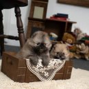 밀리언 로즈 가든 이미지