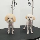 살롱드뚜뚜 이미지