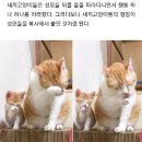 피보다 진한 고냥이들의 싱크로율 100퍼 그루밍 이미지