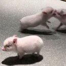 🎧▶️Now playing: 포동포동 난 뚱땡이🐷🐷미근독달글 이미지