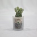 더글라스 이미지