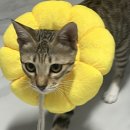 해오름 동물병원 이미지