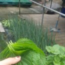 출렁다리민박 이미지