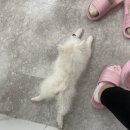 나인독스 이미지