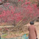 인흥식당 | 대구 매화 명소 | 남평문씨 본리세거지 매화 보고 온 후기
