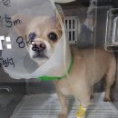 하이펫동물병원 이미지