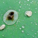 연꽃세상 이미지