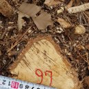 갈참나무(13살)-097-은평구 봉산 편백나무 숲 확장공사로 벌목된 나무 기록 이미지