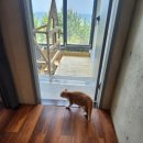 오션 캣 이미지