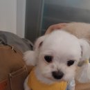 뷰티나개 예쁜냥 | [부평] 부평애견미용 부평애견호텔 인천애견호텔 인천강아지유치원 , 뷰티나개예쁜냥