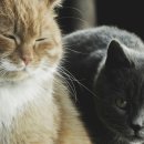 행복한고양이 - 고양시 일산동구 무궁화로 32-21 | 행복한고양이