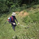 시도 3호선 이팝나무 | 가평 묘지 개장 파묘 작업 후기 / 묘주님의 부탁과 아버님의 사연