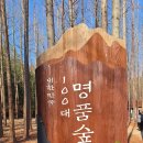 대지6 | [경북 여행] 초록빛 힐링의 정점, 대한민국 100대 명품숲 '영덕 메타세쿼이아 길'