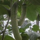 never thought the cucumbers 아 소 유우스펄 ??발음은 알아서 요 이미지
