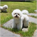 퍼피힐 강아지분양 | 전주강아지분양 믿고 찾은 미니퍼피 강아지분양 가정견사 전주직영점 후기^^