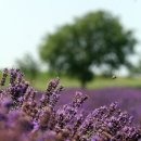 Lavenders 이미지