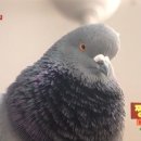 비둘기미용실 이미지