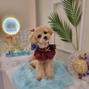 하리스펫 이미지