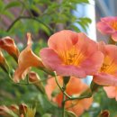 상월초등학교 이미지