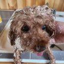 파라독스글램핑 이미지