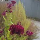 보룡1리 이미지