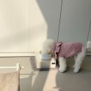 로로앤독 이미지