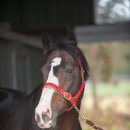 코리안목장 이미지