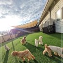 영종독 반려견 호텔, 유치원 이미지