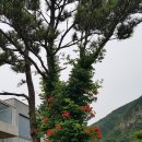 일일사계 풀빌라 펜션 | 여름 휴가 서귀포독채펜션 일일사계 풀빌라 펜션에서 보내고 왔어요! 2박 3일 숙박후기🥰