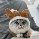 함께냥 대전점 이미지