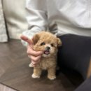 도그메리트 강아지 이미지