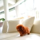 퍼피라운지 이미지