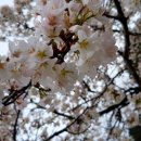 소양댐닭갈비 이미지