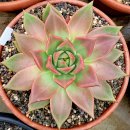 아담과이브 이미지