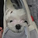 소포모어(sophomore) | 🐶 5살 된 라떼의 생일날, 빵축제부터 송리단길 반려견 동반 맛집까지!