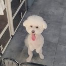 원 반려동물 미용실 이미지