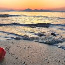 카멜리아 이미지