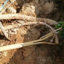 마한농장 이미지