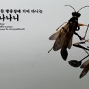 아파트 외창 창틀 방충망에 기어 다니는 수컷 애황나나니 이미지