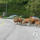외양간 이미지