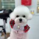 수정애견미용실 이미지
