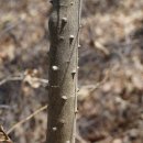 산초나무 Zanthoxylum schinifolium Siebold &amp; Zucc. 이미지