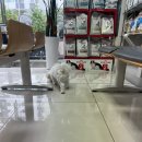 태산동물병원 이미지