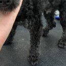 버블멍 | [내돈내산]강아지 미용 잘하는 곳 파주 산책가자멍 버블스파 후기