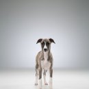 몽냥몽냥 강아지분양 고양이분양 송파점 이미지