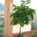 일랑일랑 이미지