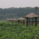 소와풍경 이미지