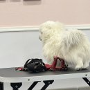 강아지 와요와요 | 와요 펫시터 후기 고객으로 시작해서 펫시터 알바 활동하기까지! 포인트 지급 코드 공유